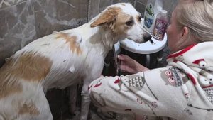 Моем наших лохматых питомцев.