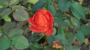 02=11=2025  ник  КРАСНОДАР   (94)