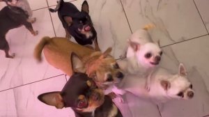 Сушим куриную печень для хвостиков.