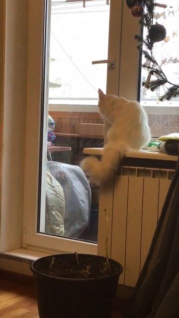 Санкт -Петербург. 04.11.2025. В гостях у Персика кошечка Шуанетта. Эпизод 2