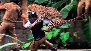 Леопарды нападают на людей в Индии _ Самые опасные моменты с дикими животными