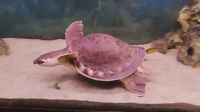 Московский зоопарк   черепаха  с хоботом и золотые рыбки смотреть онлайн