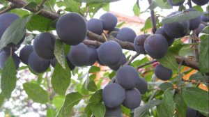 Противоречивы тёрн