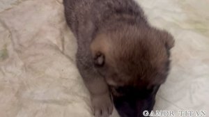 ПОМЁТ НА «Ц»ДАТА РОЖДЕНИЯ 01.10.25.ОТ ШИКАРНОЙ РАБОЧЕЙ АБОРИГЕННОЙ ПАРЫ.НАШИ ГАМПРЫ-НАША ГОРДОСТЬ.