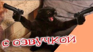 - КОГДА ЗАБЫЛ ПАРОЛЬ! Приколы с котами! С ОЗВУЧКОЙ! СМЕШНЫЕ КОТЫ И КОШКИ! Самые смешные животные!