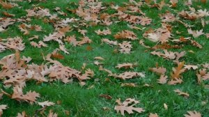 02=11=2025  ник  КРАСНОДАР   (115)