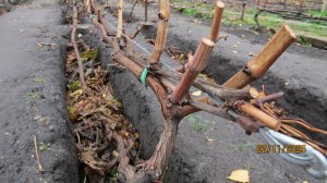 2-4 НОЯБРЯ 2025 ГОДА. ПОДГОТОВКА КУСТОВ ВИНОГРАДА И УКРЫТИЕ ИХ ПОД ЗИМУ ШИФЕРОМ!