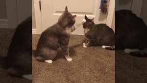 Изгнание дьявола