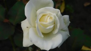 04=11=2025  ник  ПВН  КРАСНОДАР  (18)