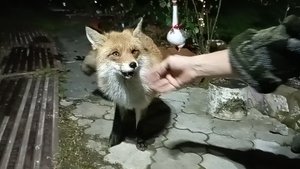 (1158) Лиса приходит в гости. Ноябрь 2025