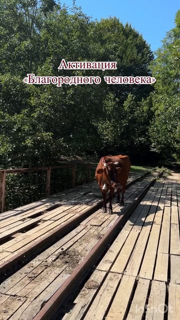 Активация Благородный человек