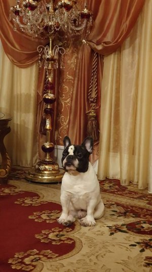 Дневник дачника ( о братьях меньших и не только)