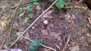 (71) Удачно я зашла в лес (1). Прогулка по лесу.mp4