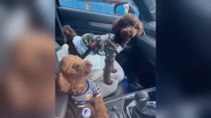 📺 Самые смешные кошки и собаки видео 2025😼🐶попробуй не засмеяться →😜