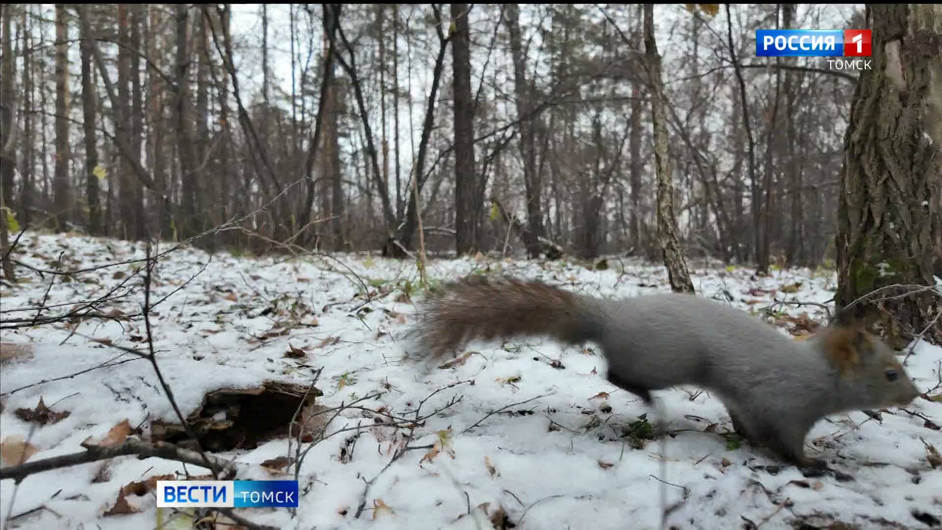 Вести-Томск, выпуск от 04.11.2025 08:45