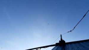 04.11.25 г. Андижанская порода голубей (1)