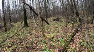 Мужик отшельник строит укрытие от снега и дождя в глухой сибирской тайге