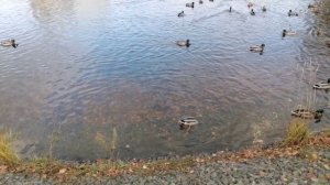 Холодный солнечный день, ноябрь 2025, Казань