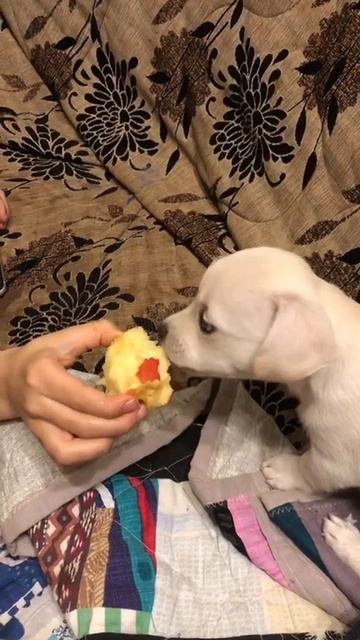 Операция «Яблоко»: миссия выполнима смотреть онлайн