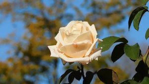 03=11=2025  ник  КМР (7)