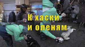 ПАРК СЕВЕРНОЕ СИЯНИЕ/ 58 ХАСКИ и19 ОЛЕНЕЙ /28 октября 2025 г