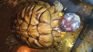 Красноухая черепаха 🐢 утро 04-11-2025