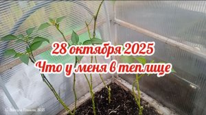 28 октября, что у меня в теплице