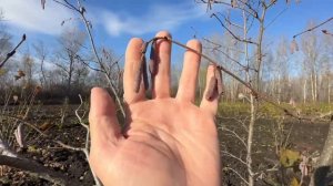 Сад фундука октябрь 2025