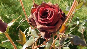 03=11=2025  ник  КМР (45)