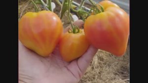 Каталог томатов  2025 год. Часть 1. Томаты селекции Софии Сааковой -  Новинки моей коллекции.