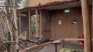 попугайчики