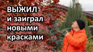 Спасение красного клена после гибели центрального проводника