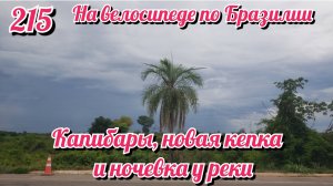 Капибары,новая кепка и ночевка у реки. На велосипеде по Южной Америке. День 215 Бразилия