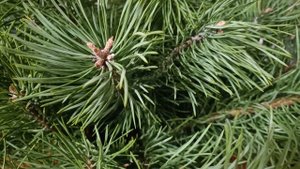 Неожиданный поворот в деле Усольцевых