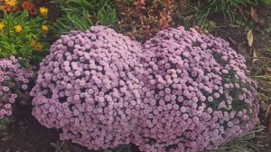 Хризантема мультифлора Пуговка.