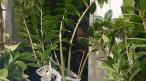 Как нерв душа...