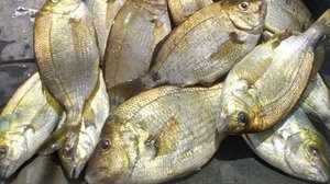 Морская рыбалка осенью, отводной поводок, ловля ласкиря и скорпены