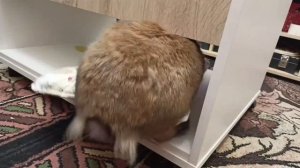 Банникула и матрасик