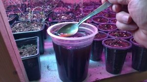 Поливаем саженцы клюквы гуматом калия