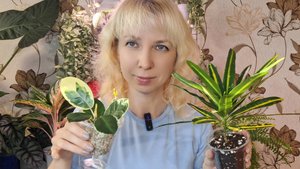 Пересадка кротона и красотки хойи.