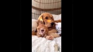 Видео от МЯУтаверс – как метавселенная, но с котами