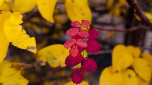 эссе "СИЛА ЛЮБВИ"