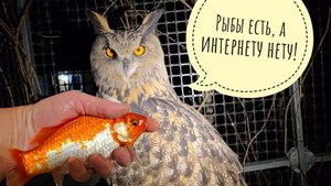 Сова Ёль слушает про интернет, Пёс Кубик шлёт приветы из Москвы. По осени считаем рыбов