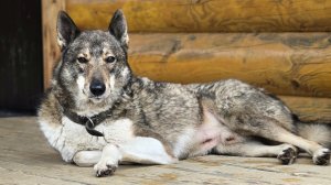 Охотничья баня