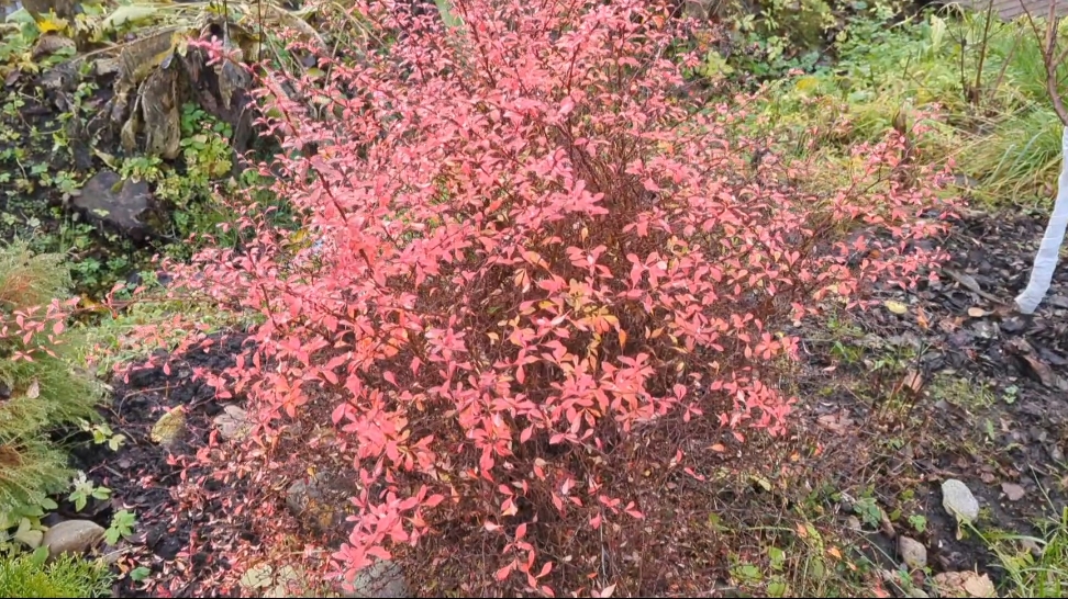 09-11-2025.Дача..Закрываем сезон😭так не хочется...но ничего скоро весна!!!(02.-04.11.25)