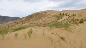 Бархан Сарыкум