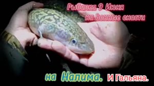 Рыбалка 9 Июня на донные и маховые снасти                  на Налима и Гальяна.