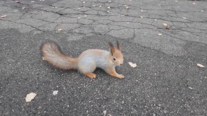 Белки в осеннем парке