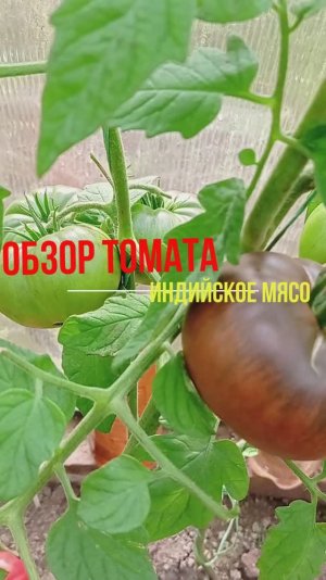 Обзор вкуснейшего  крупноплодного томата сорта Индийское мясо тест 2025 г