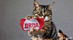 Милые котики созданные нейросетью. Смотрим и любуемся